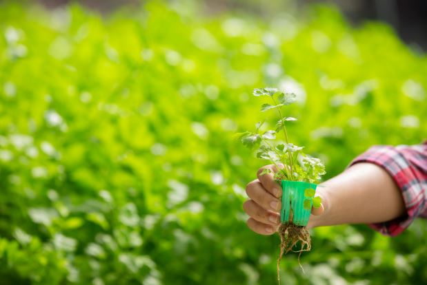 herb farming